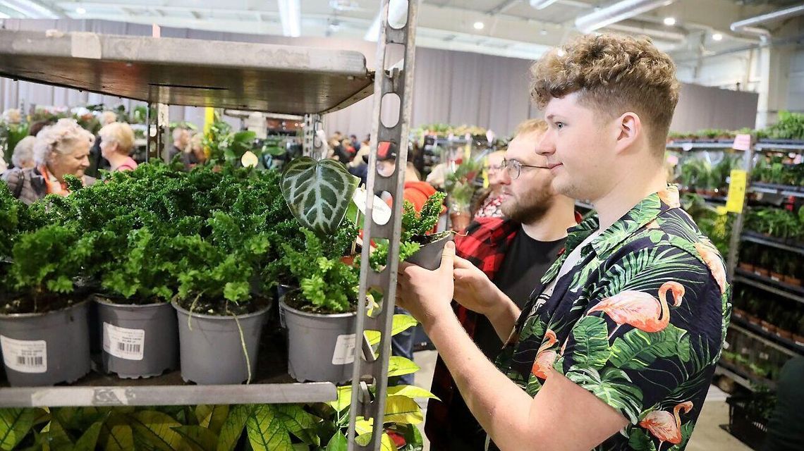 Miłośnicy Monstery Variegaty mogą być zadowoleni. W Lublinie trwa Festiwal Roślin Miłośnicy Monstery Variegaty mogą być zadowoleni. W Lublinie trwa Festiwal Roślin