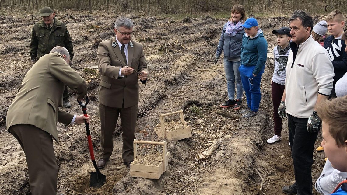 Miłośnicy przyrody posadzili 10 tys. dębów szypułkowych