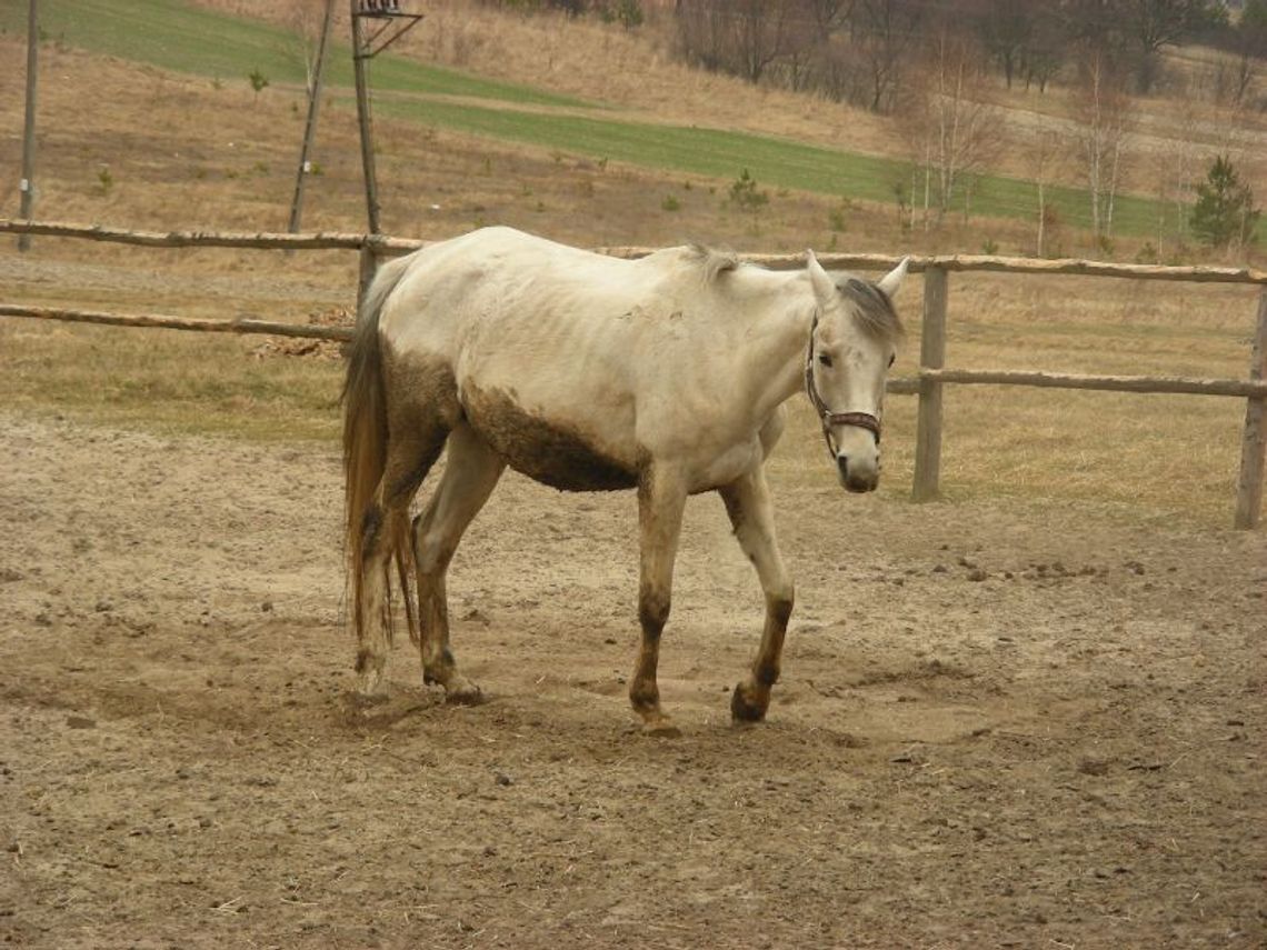 Miłośnicy zwierząt alarmują: Te konie cierpiały