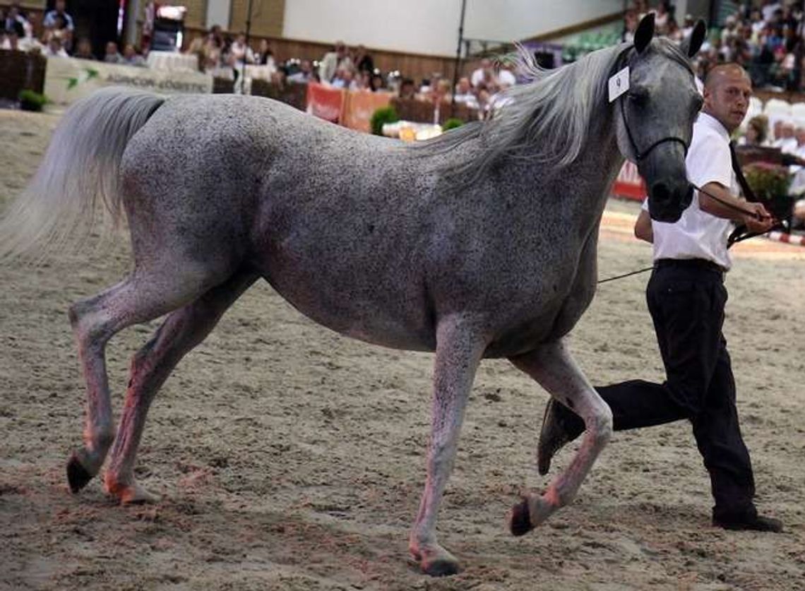 "Minister Jurgiel brzytwy się chwyta". Obrońcy odwołanych szefów stadnin zarzucają manipulację
