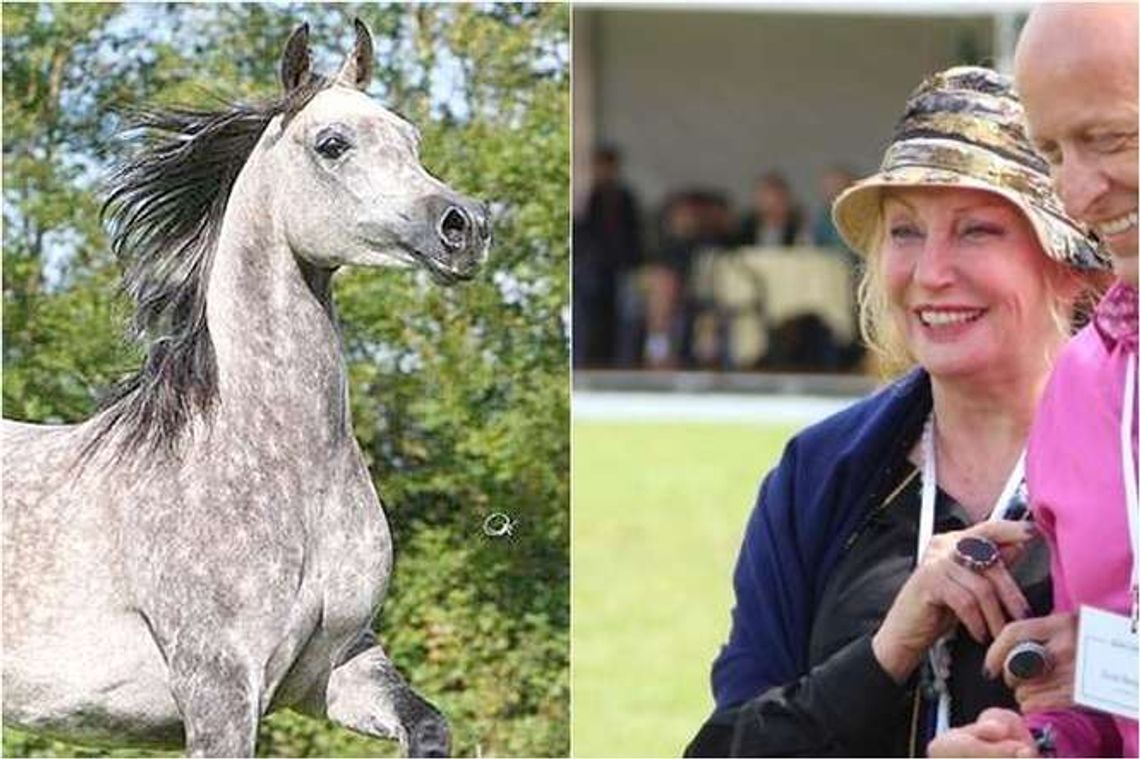 Minister: Kto zabija konie w Janowie Podlaskim? Shirley Watts zabiera pozostałe klacze