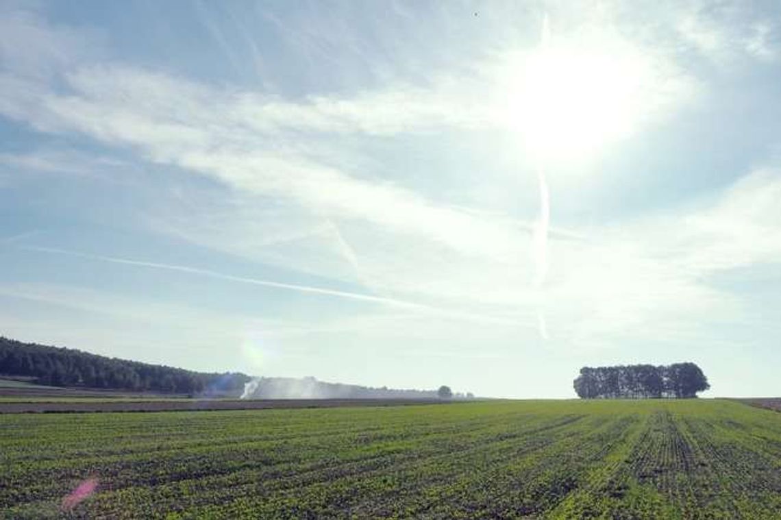 Minister odwołuje przetargi na sprzedaż państwowej ziemi. "Rolnicy ponoszą straty"