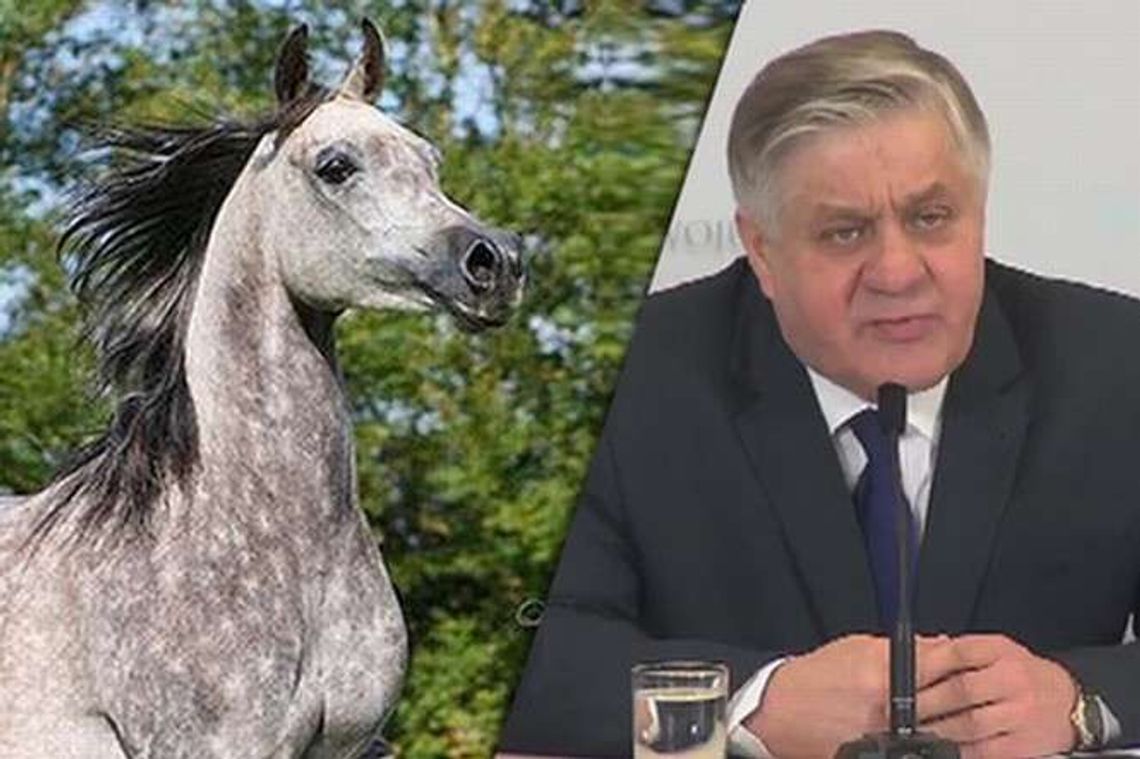 Minister pytał kto zabija konie w Janowie Podlaskim. Biegli ustalili przyczyny padnięcia zwierząt