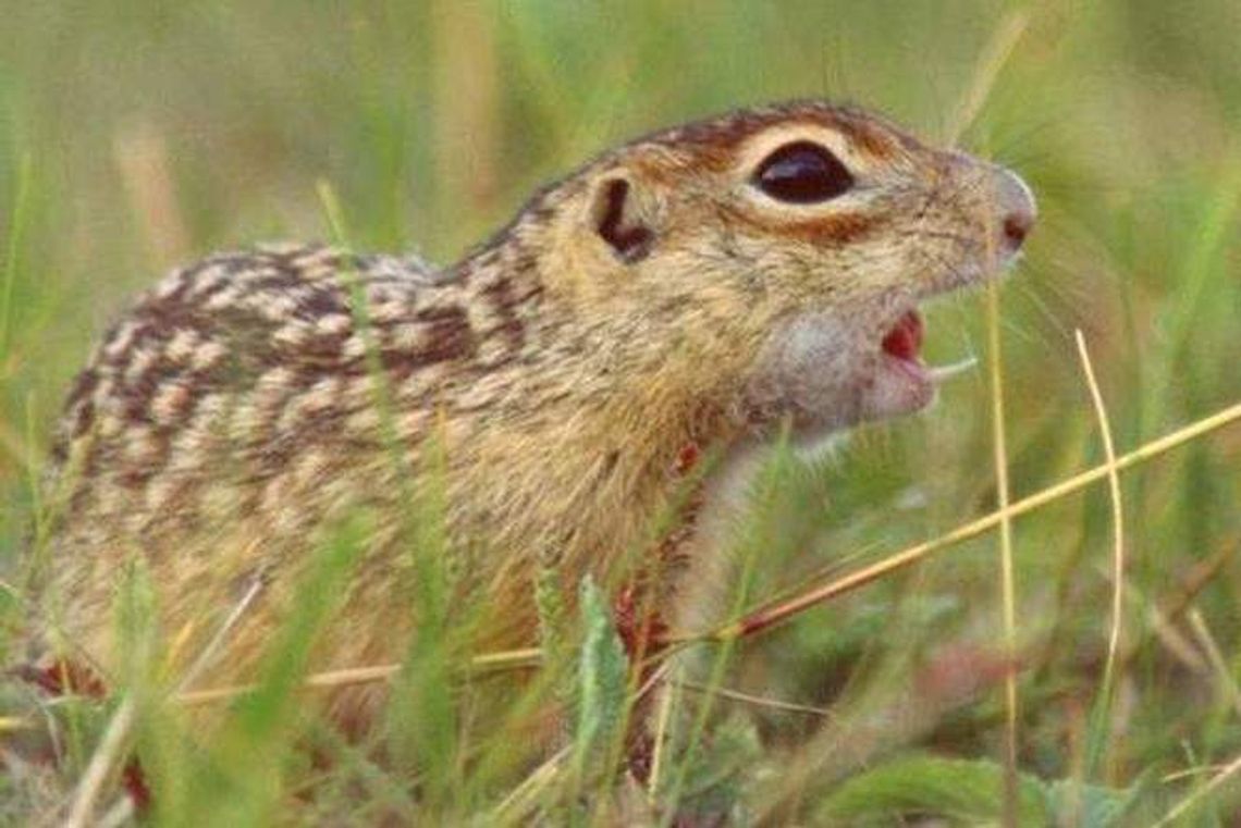 Minister środowiska donosi na ekologów do prokuratury. Chodzi o susły