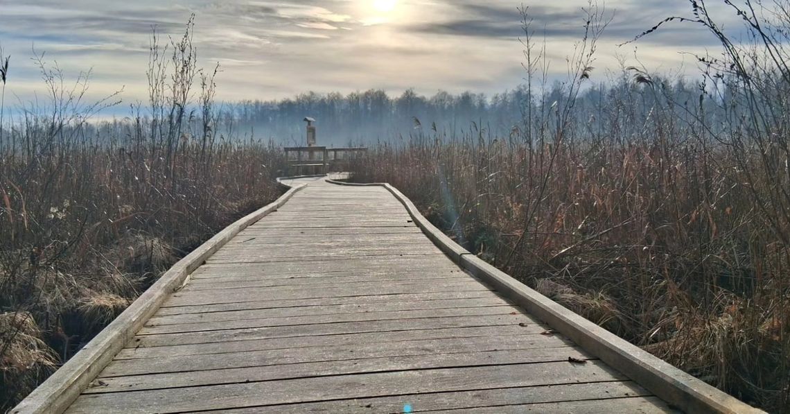 trasa spacerowa w Poleskim Parku Narodowym