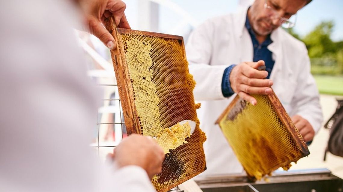 Miodobranie w VIVO! Lublin