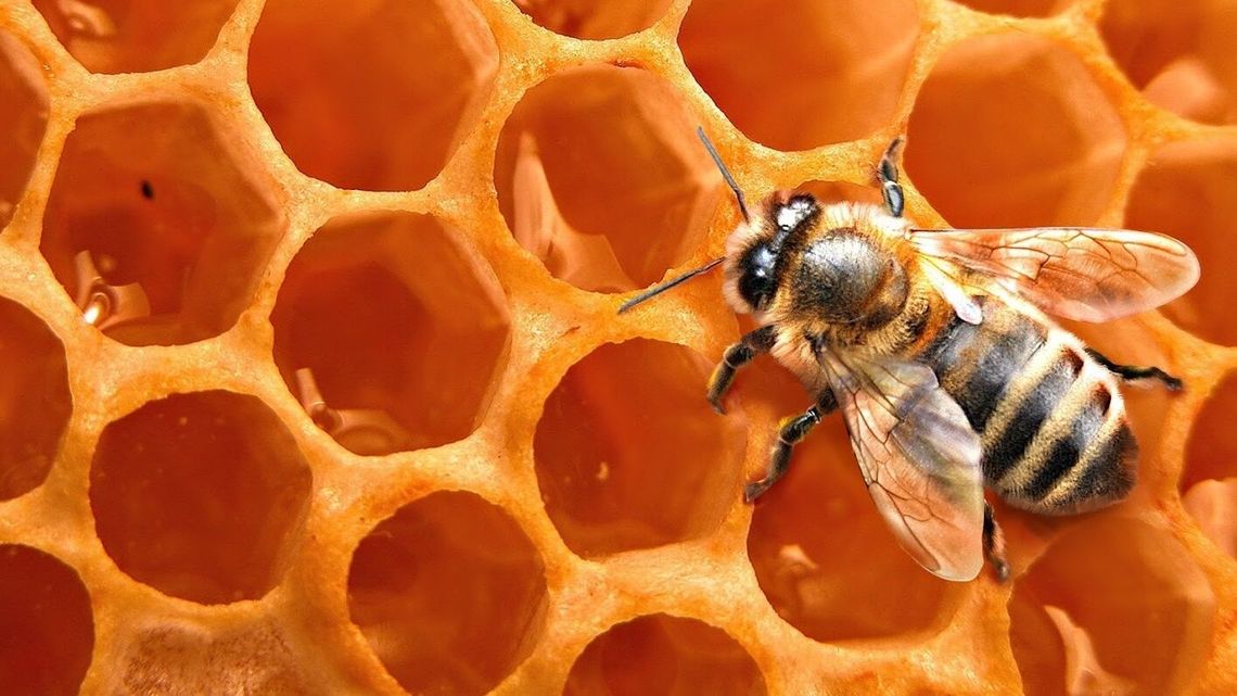 Miododajne łąki i pięciogwiazdkowe hotele dla pszczół. Wszystko to w Chełmie