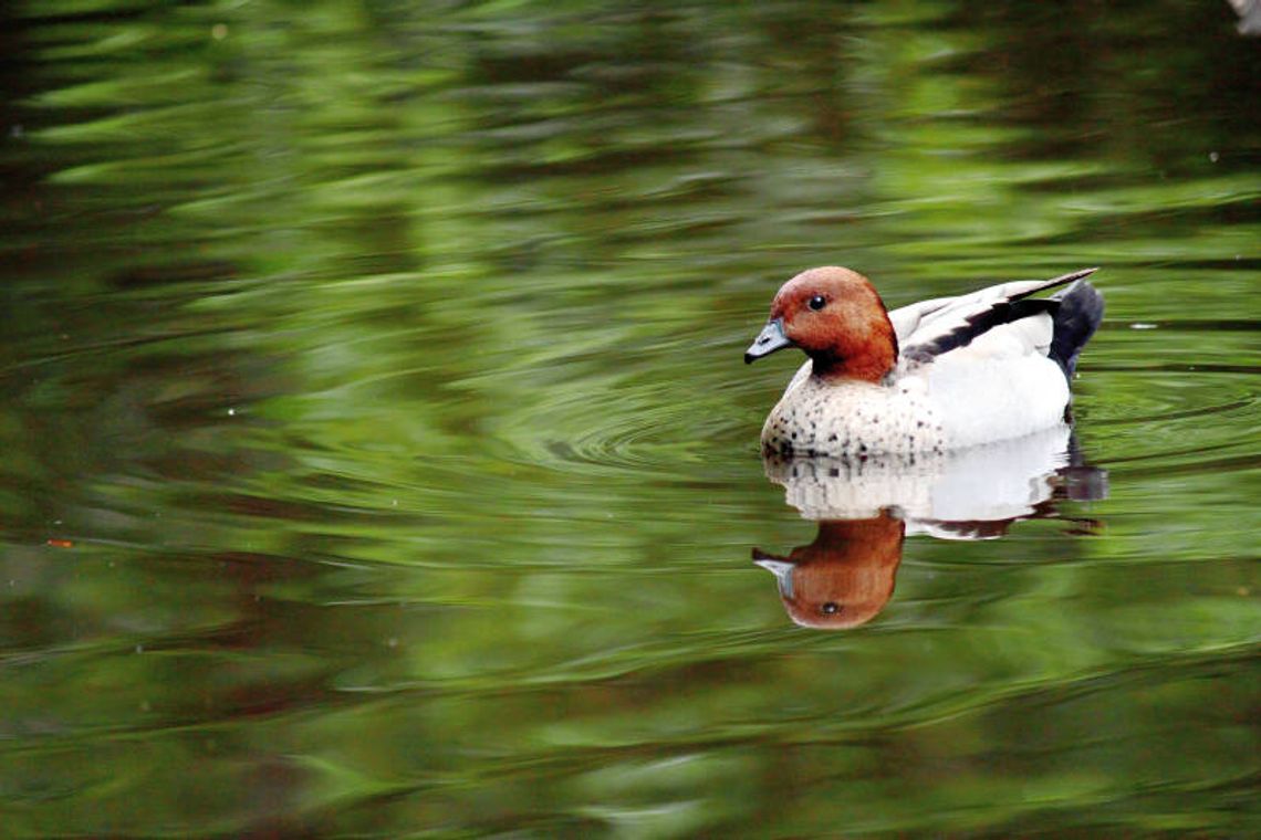 Mircze: Zamienią stawy rybne na kąpieliska