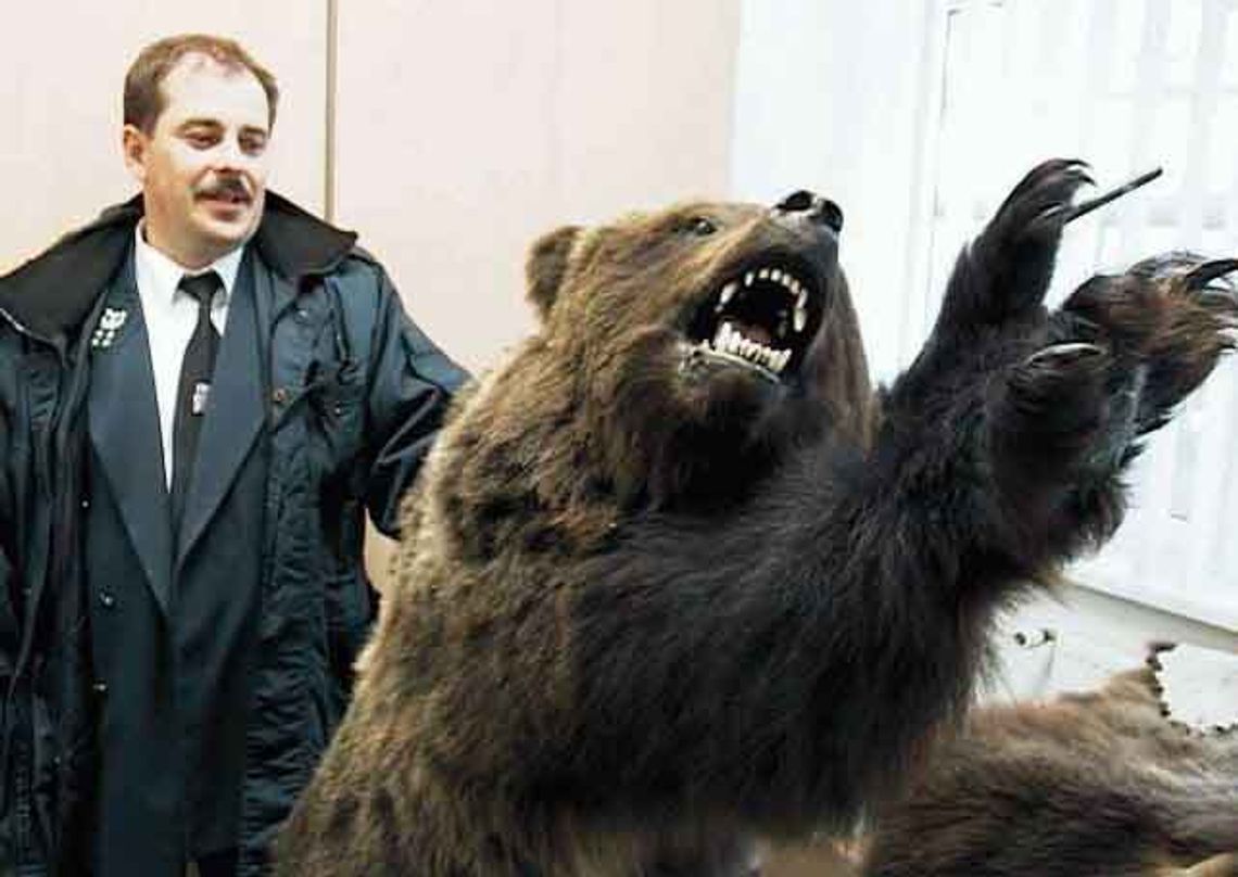 Miś w granicznym potrzasku