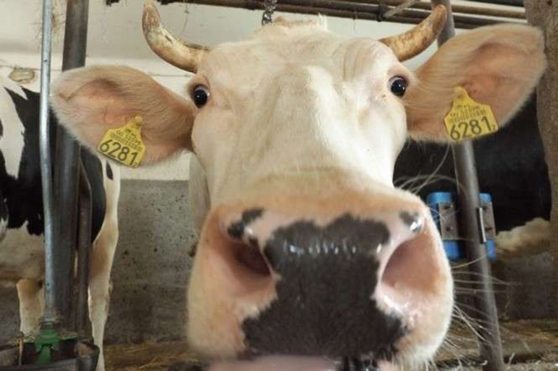 Mleczarnia nagradza najlepszych dostawców mleka. Nagrody z górnej półki