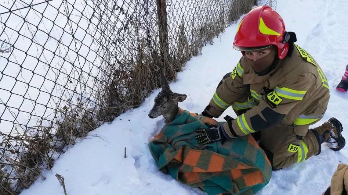 Młoda sarna wpadła do rzeki Krzna. Uratowali ją mieszkańcy i strażacy Młoda sarna wpadła do rzeki Krzna. Uratowali ją mieszkańcy i strażacy