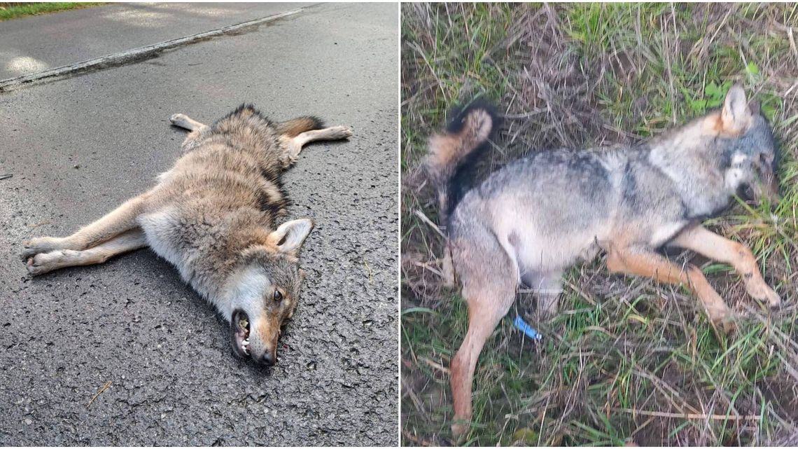 Młoda wilczyca nie przeżyła konfrontacji z samochodem Młoda wilczyca nie przeżyła konfrontacji z samochodem