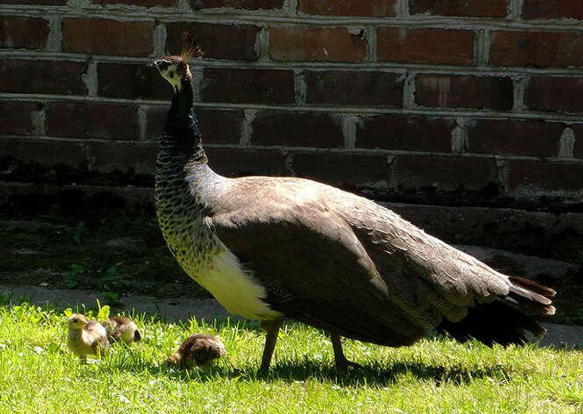 Młode pawie w Muzeum Zamoyskich w Kozłówce