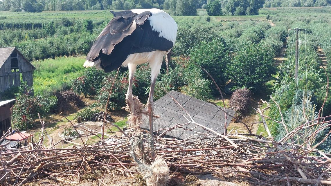 Młody bociek uwięziony w sznurkach. Pomoc przyszła na czas Młody bociek uwięziony w sznurkach. Pomoc przyszła na czas