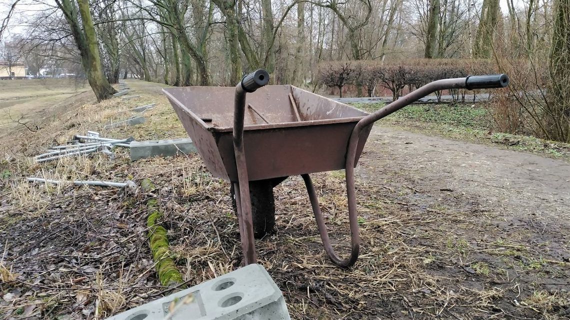 Młody jeleń biega po Parku Ludowym. Nie udało się go schwytać