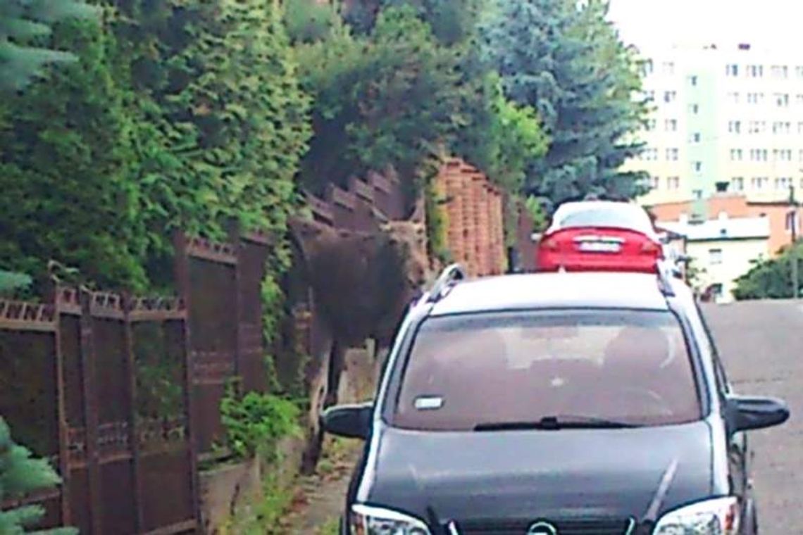 Młody łoś błąkał się po ulicach Lublina