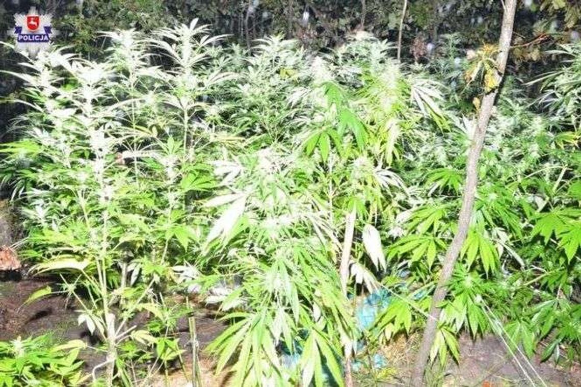 Młodzi ogrodnicy wpadli na plantacji konopi indyjskich