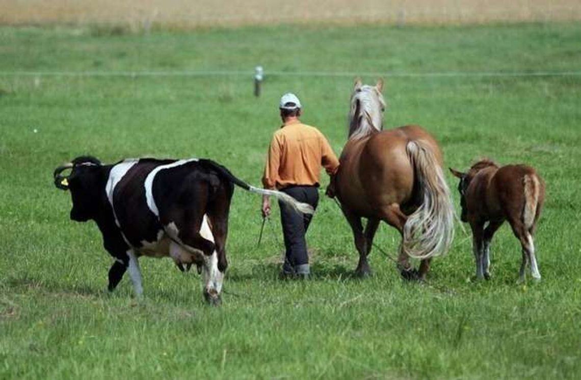 Młodzi rolnicy mogą dostać nawet 100 tys. zł. Zainteresowanie małe Młodzi rolnicy mogą dostać nawet 100 tys. zł. Zainteresowanie małe