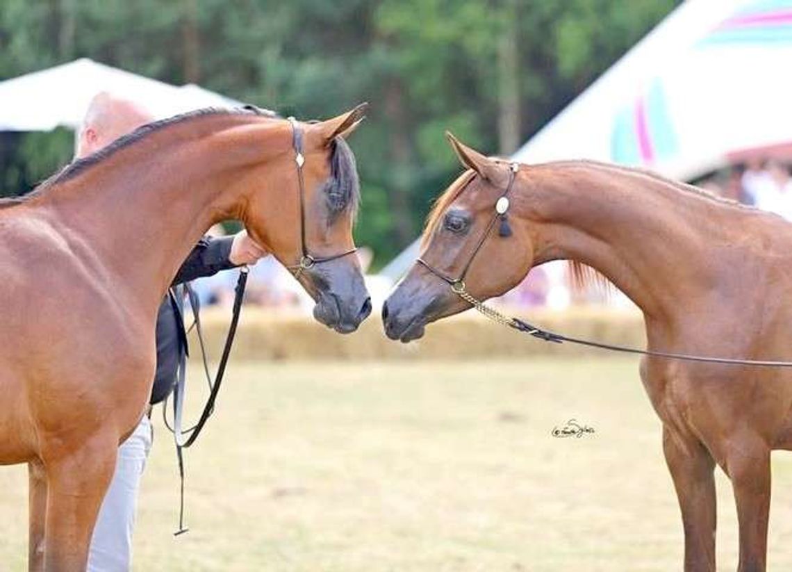 Młodzieżowy Pokaz Koni Czystej Krwi Arabskiej w Białce: Konie ćwiczyły od lutego Młodzieżowy Pokaz Koni Czystej Krwi Arabskiej w Białce: Konie ćwiczyły od lutego