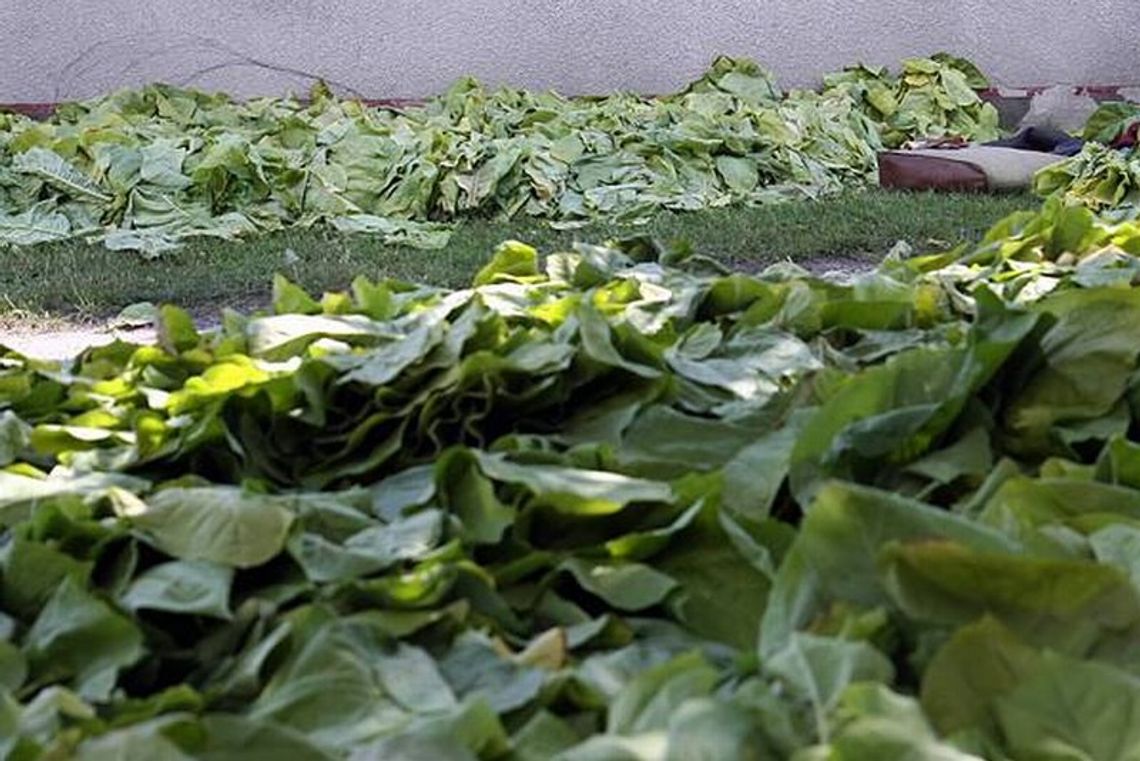 Mniej czasu dla plantatorów tytoniu
