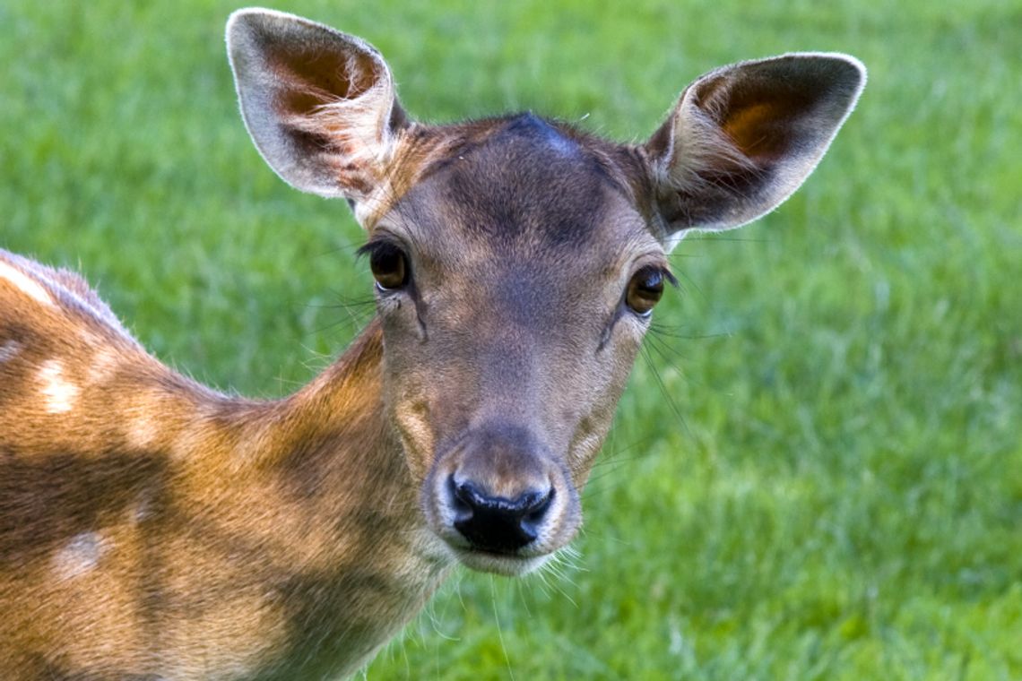 Mniej saren, więcej jeleni. Policzyli zwierzęta w Roztoczańskim Parku Narodowym