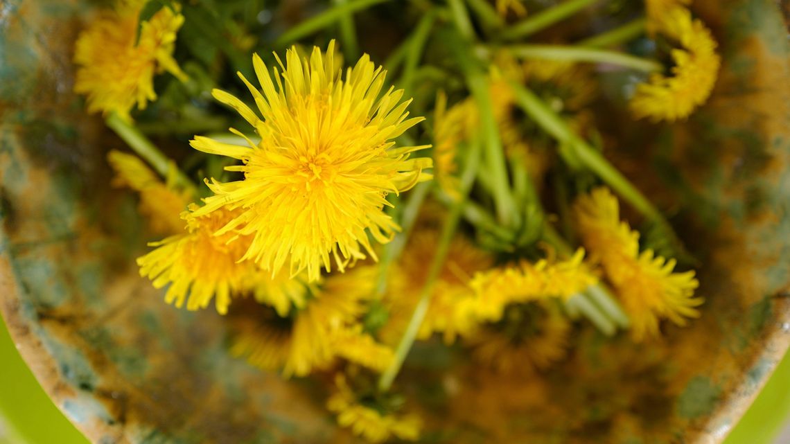 Mniszek na widelcu zastąpi rukolę i kapary. Co można z niego zrobić? [przepisy]