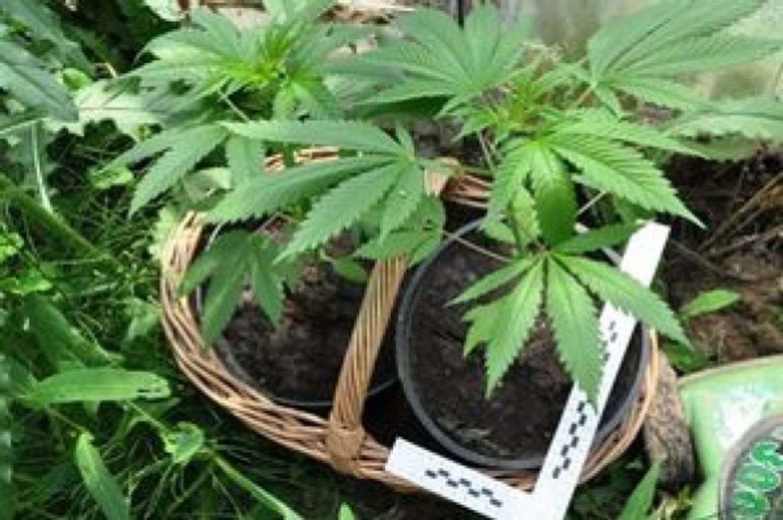 Modliborzyce: Hodowali w domu konopie indyjskie