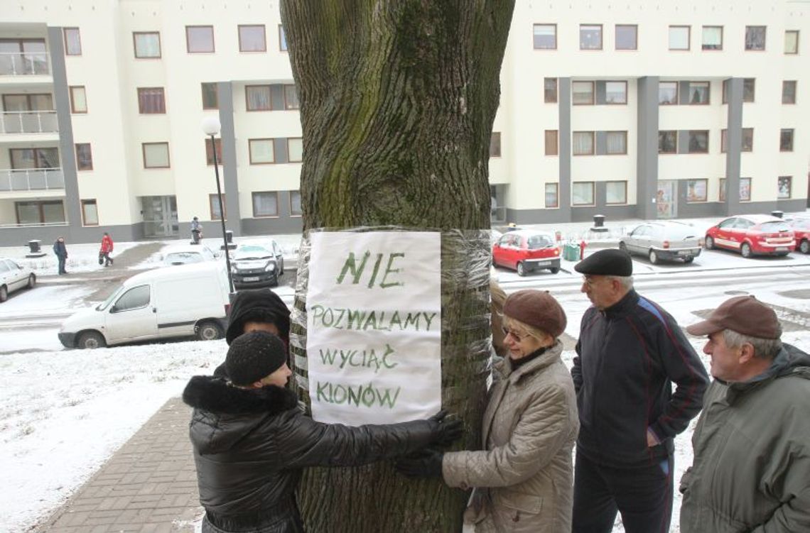 \"Mogą stanowić zagrożenie\". Dlaczego spółdzielnia \"Czuby\" chce wyciąć drzewa?