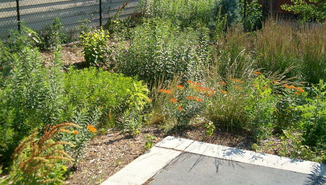 Mokro, ślicznie, ekologicznie. W Lublinie powstaną ogrody deszczowe