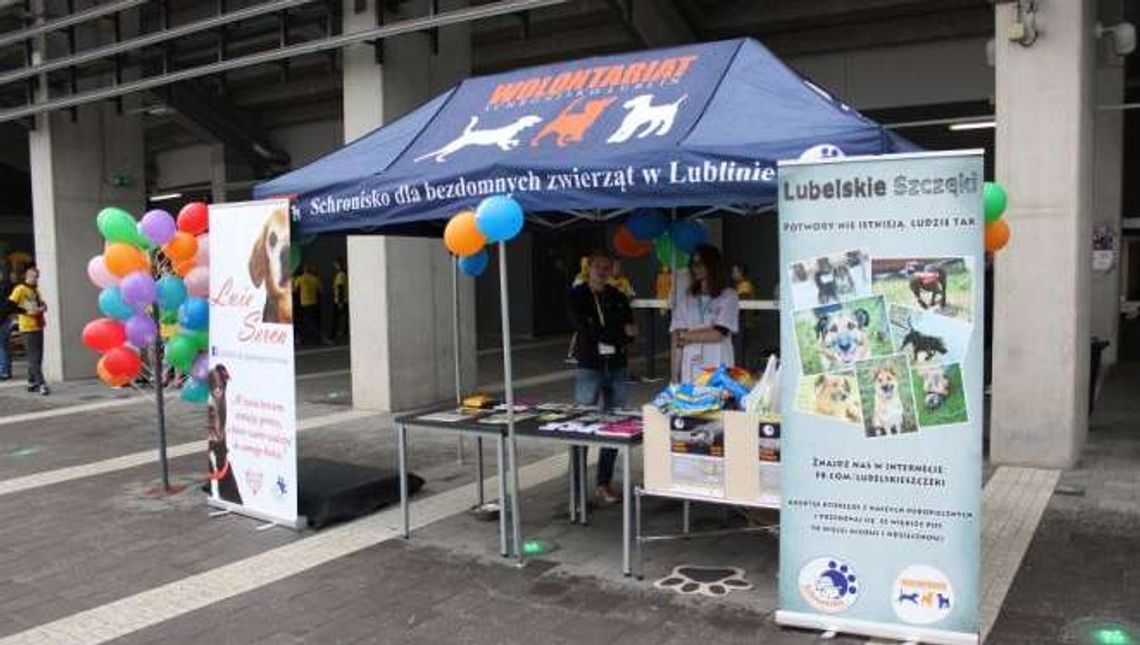 Motor gra z Sołą, a kibice prowadzą zbiórkę na rzecz Schroniska dla Bezdomnych Zwierząt w Lublinie 