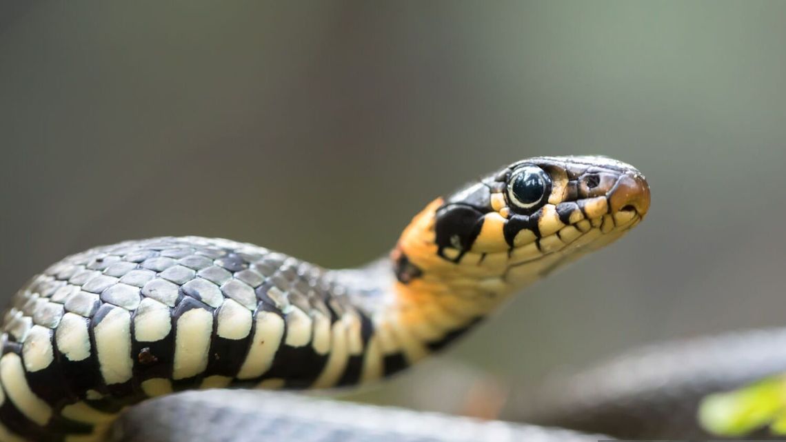 "Można umrzeć ze strachu". Węże uwiły sobie gniazdo na cmentarzu 
