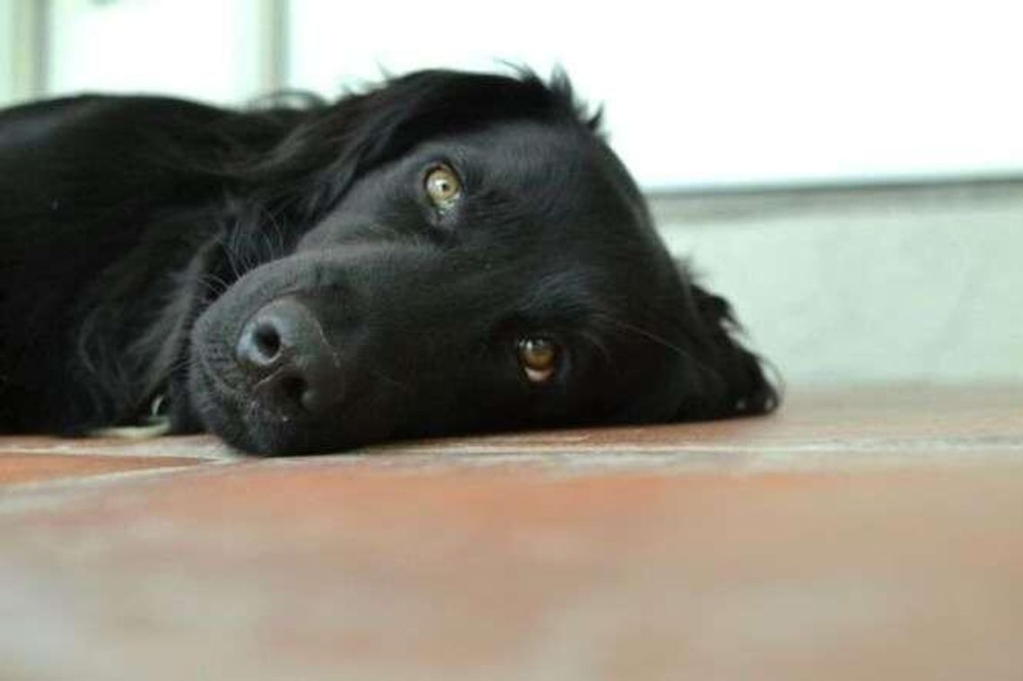 Można za darmo zachipować psa, ale trzeba go zarejestrować