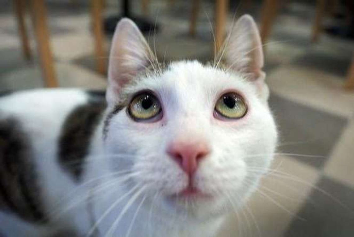 Mrau Cafe otwiera się w Lublinie. W nowej kawiarni mieszka 11 kotów (zdjęcia)