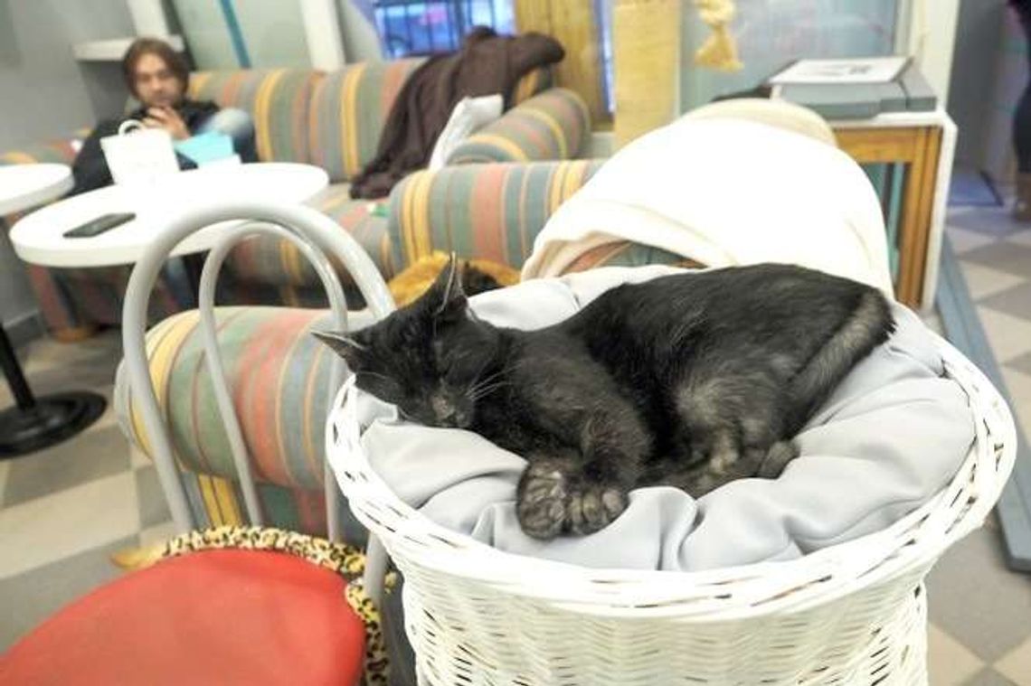Mrau Cafe w Lublinie: Zamiast kociej kawiarni jest punkt sprzedaży