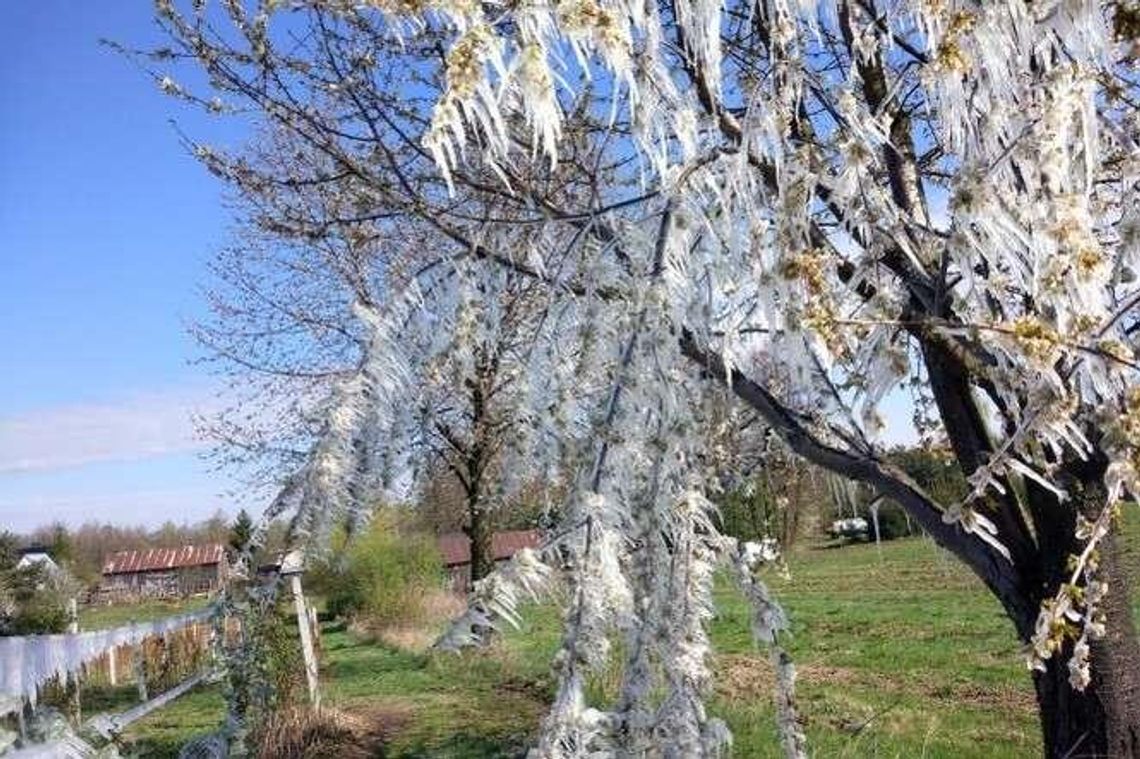 Mróz ściął letnie maliny. Kolejna noc znowu będzie zimna