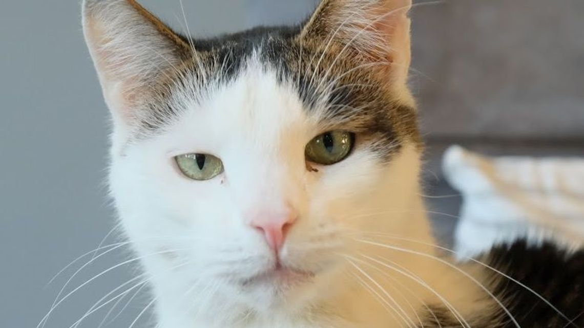 Mruczą i pozują. Koci konkurs w gminie Głusk