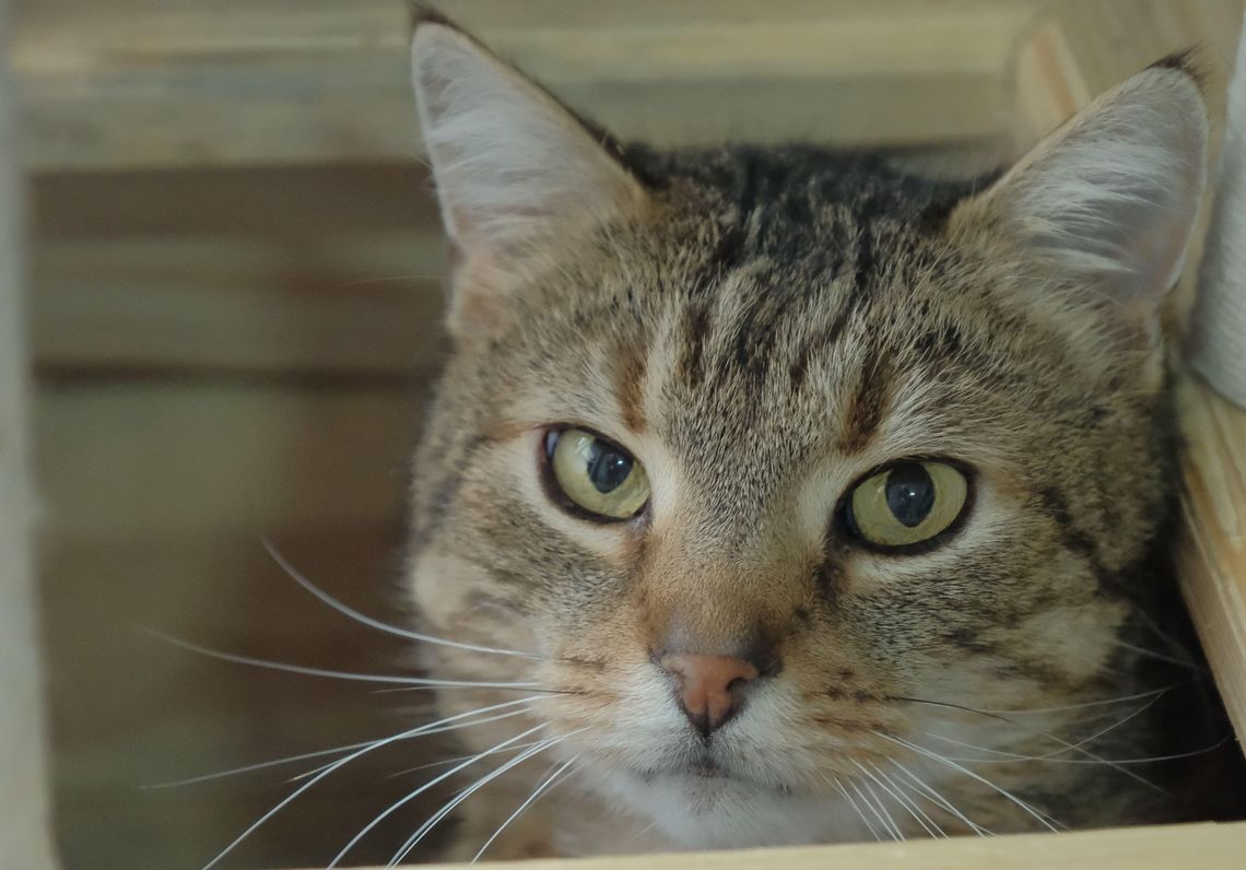 Mruczący przyjaciele czekają na nowy dom