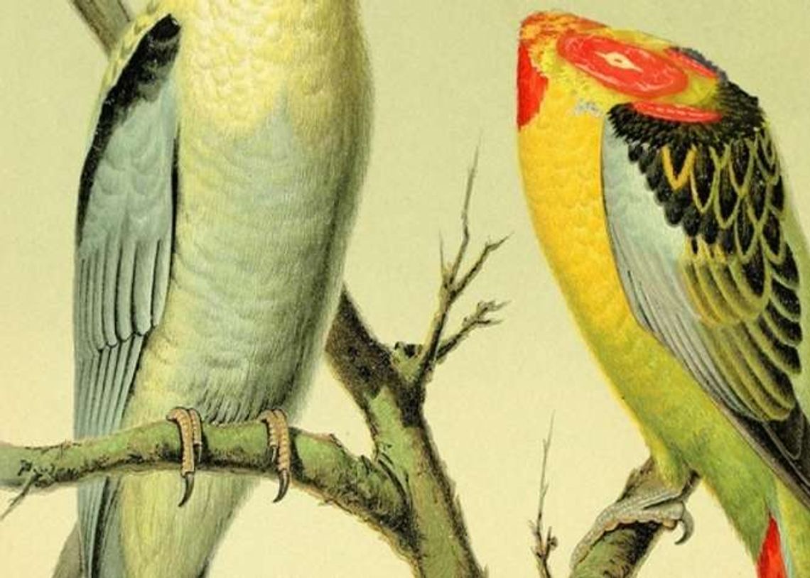 Multimedialny koncert Tatvamasi w Centrum Kultury