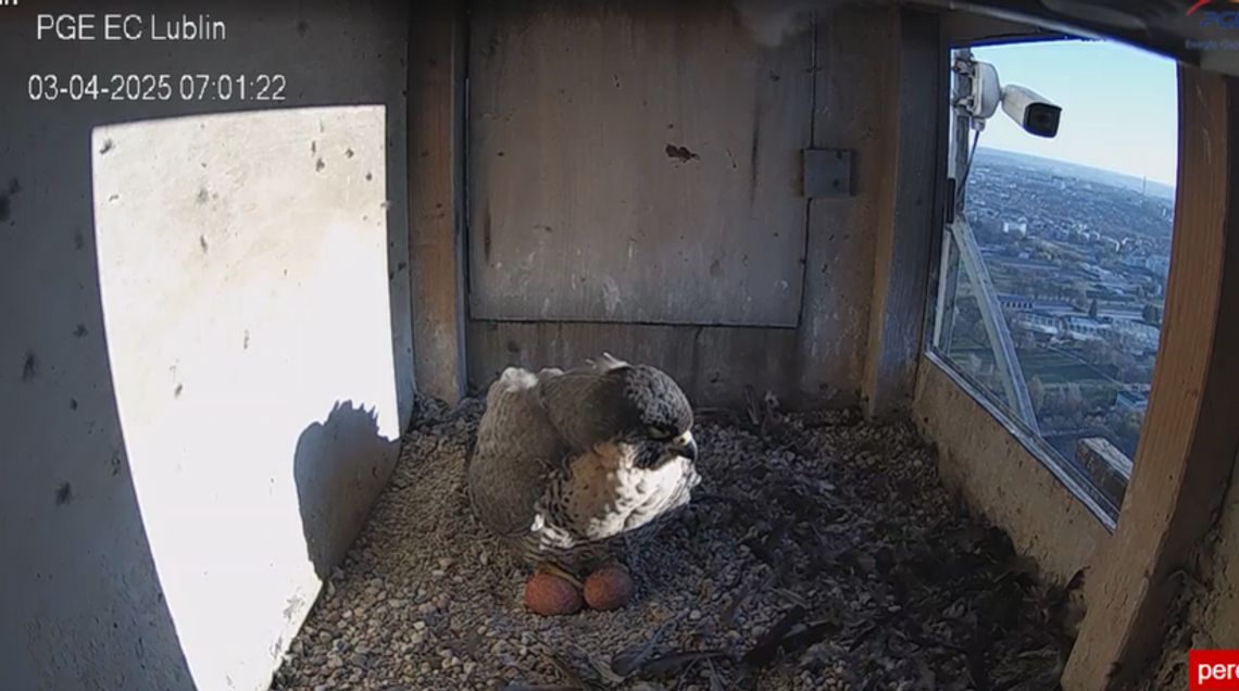 Mural z Wrotką w Lublinie? Urzędnicy odpowiadają radnej 