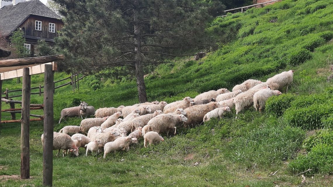Muzeum Wsi Lubelskiej ma nowych lokatorów 