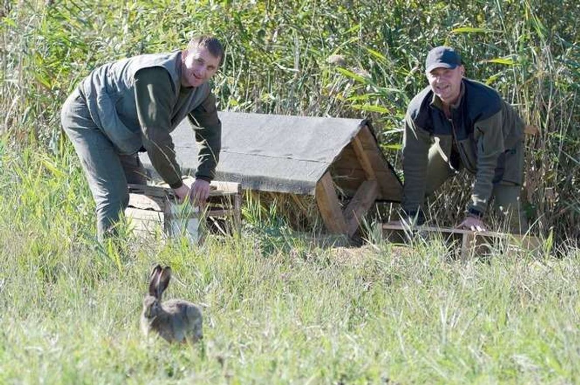 Myśliwi od 15 lat nie polują na zające. Kupują je i wypuszczają na wolność
