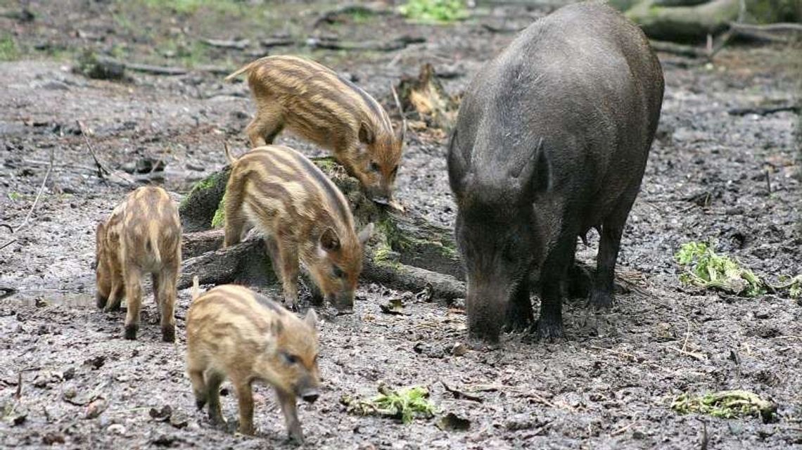 Myśliwi, policja, wojsko i drony. Ponad 5 tysięcy dzików do odstrzału w województwie lubelskim Myśliwi, policja, wojsko i drony. Ponad 5 tysięcy dzików do odstrzału w województwie lubelskim