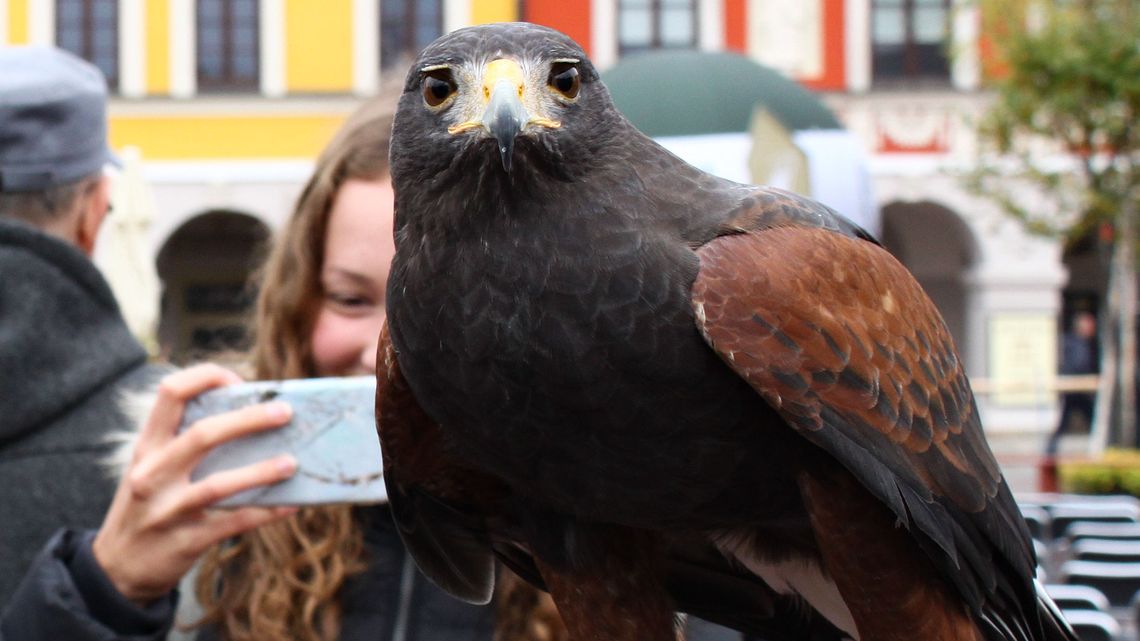 Myśliwi z całej Polski przyjechali do Zamościa. Trwa Hubertus [zdjęcia]