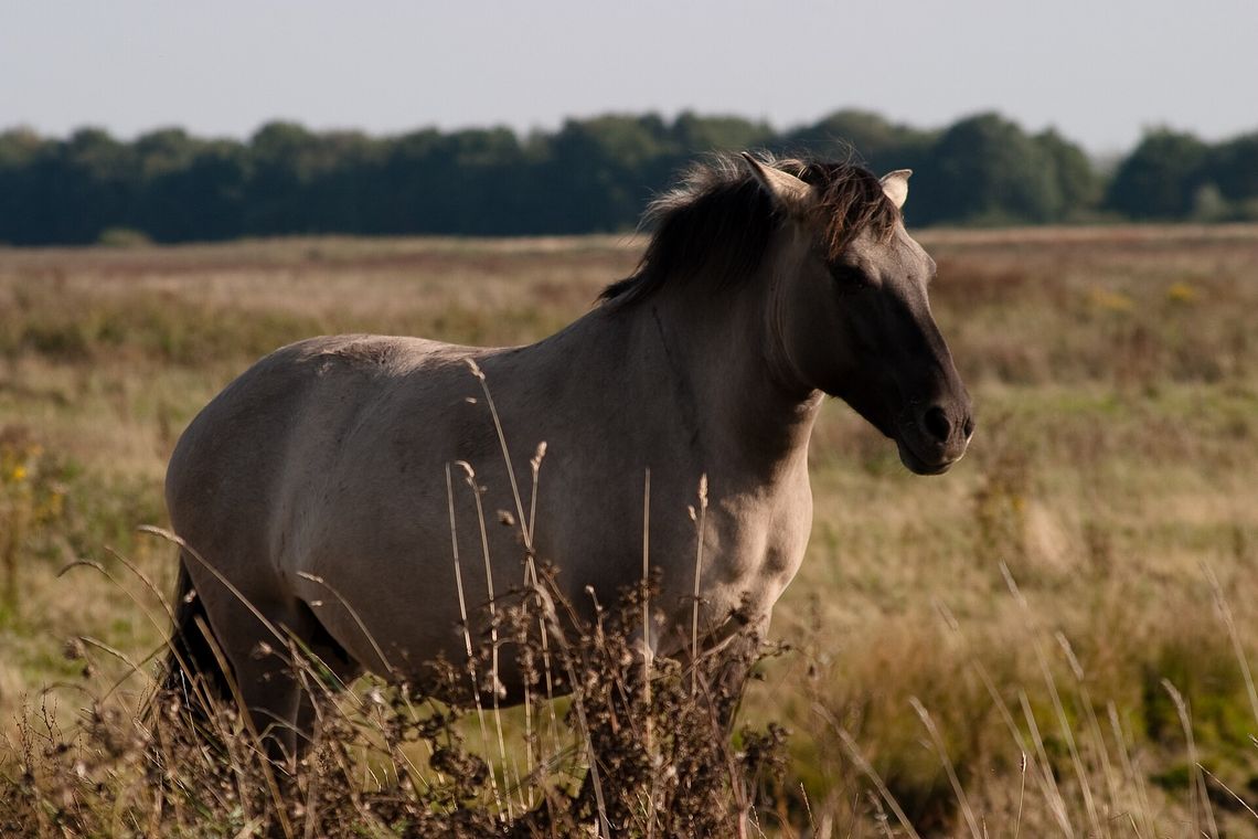 Konik polski tarpan