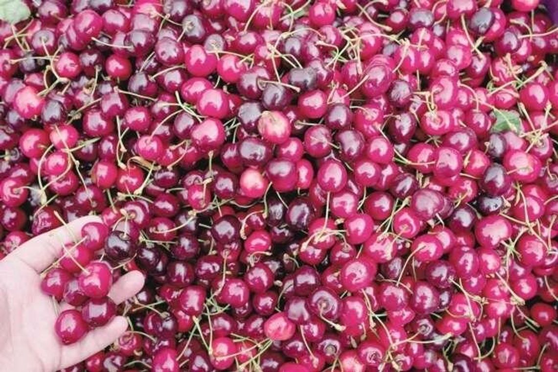 Na co zamienić mięso? 10 przysmaków, których musisz spróbować w czerwcu