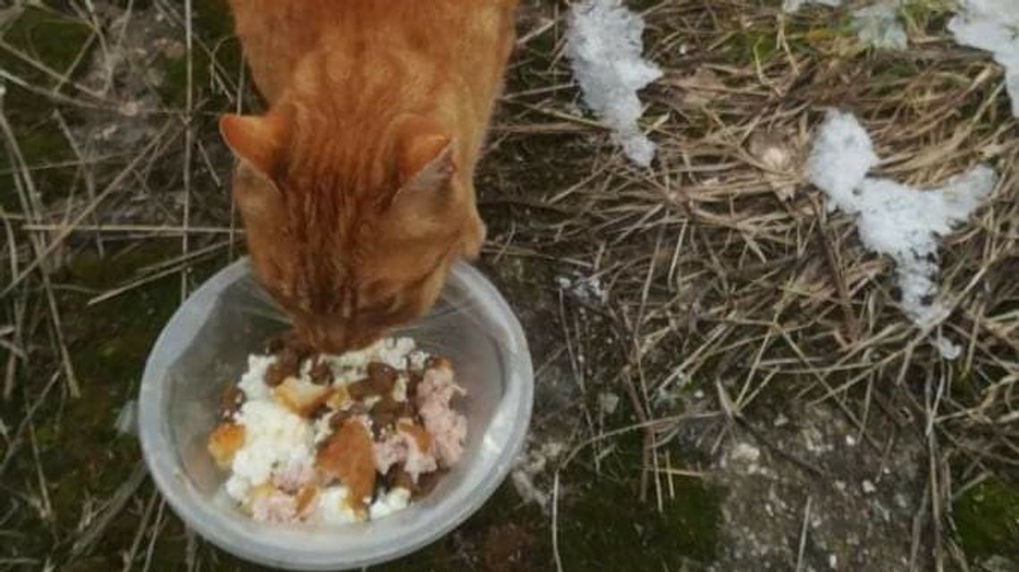 Na działkach w Lublinie wielkie poszukiwania Rudego. Kota wypuściła tam szefowa fundacji Na działkach w Lublinie wielkie poszukiwania Rudego. Kota wypuściła tam szefowa fundacji