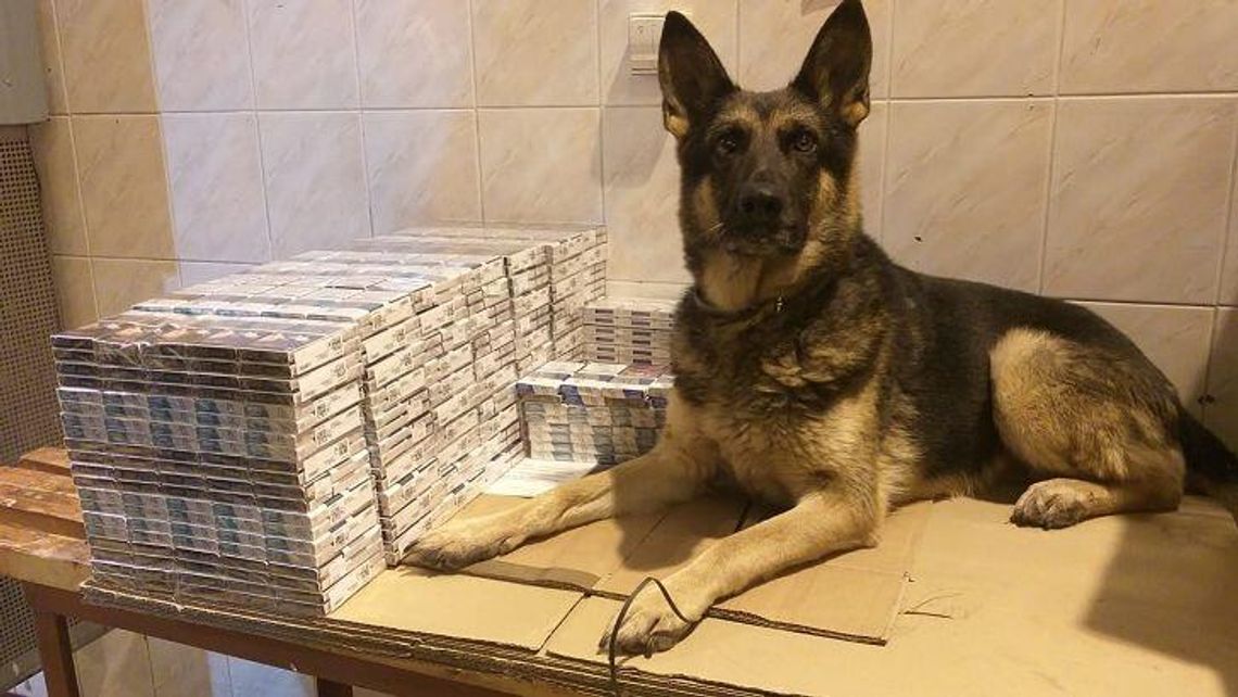 Na granicy przejmują nie tylko papierosy. Najciekawsze przypadki