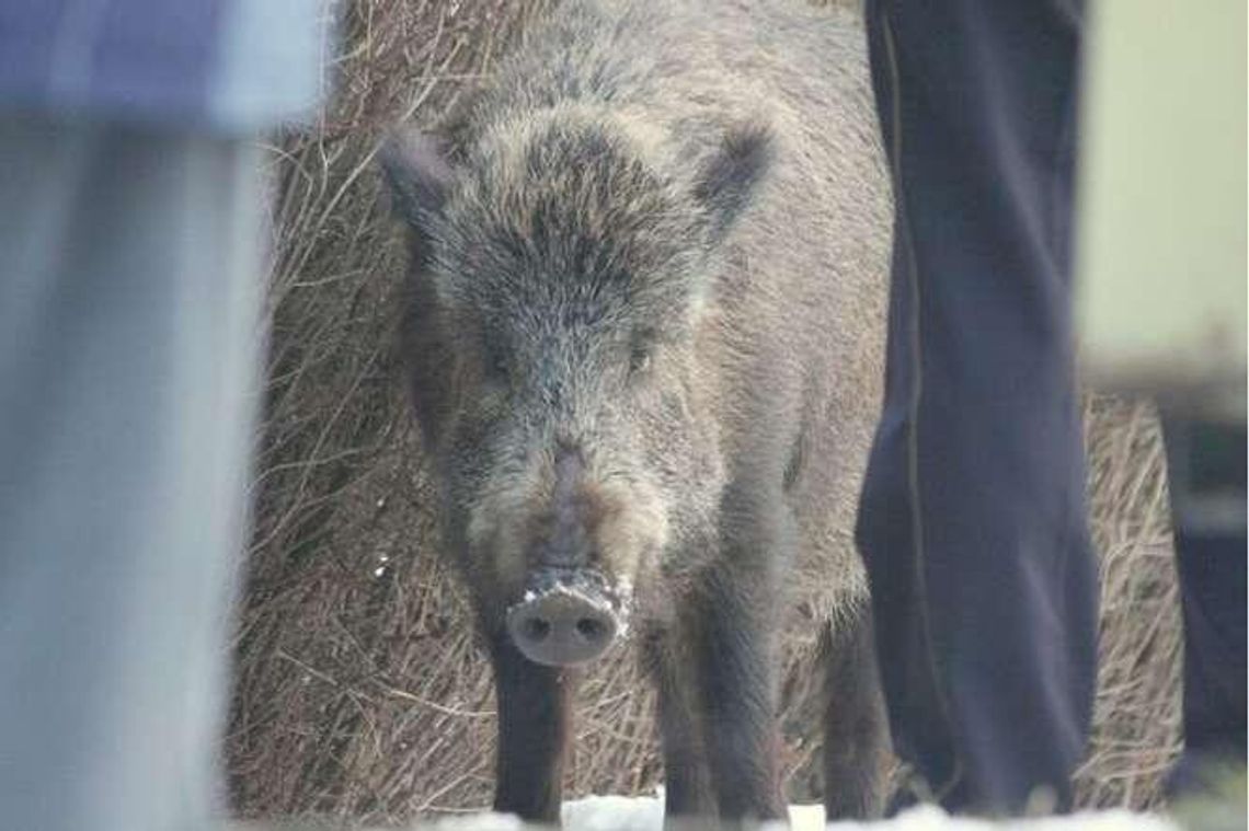 Na granicy z Ukrainą może stanąć płot na dziki. Przez afrykański pomór świń Na granicy z Ukrainą może stanąć płot na dziki. Przez afrykański pomór świń