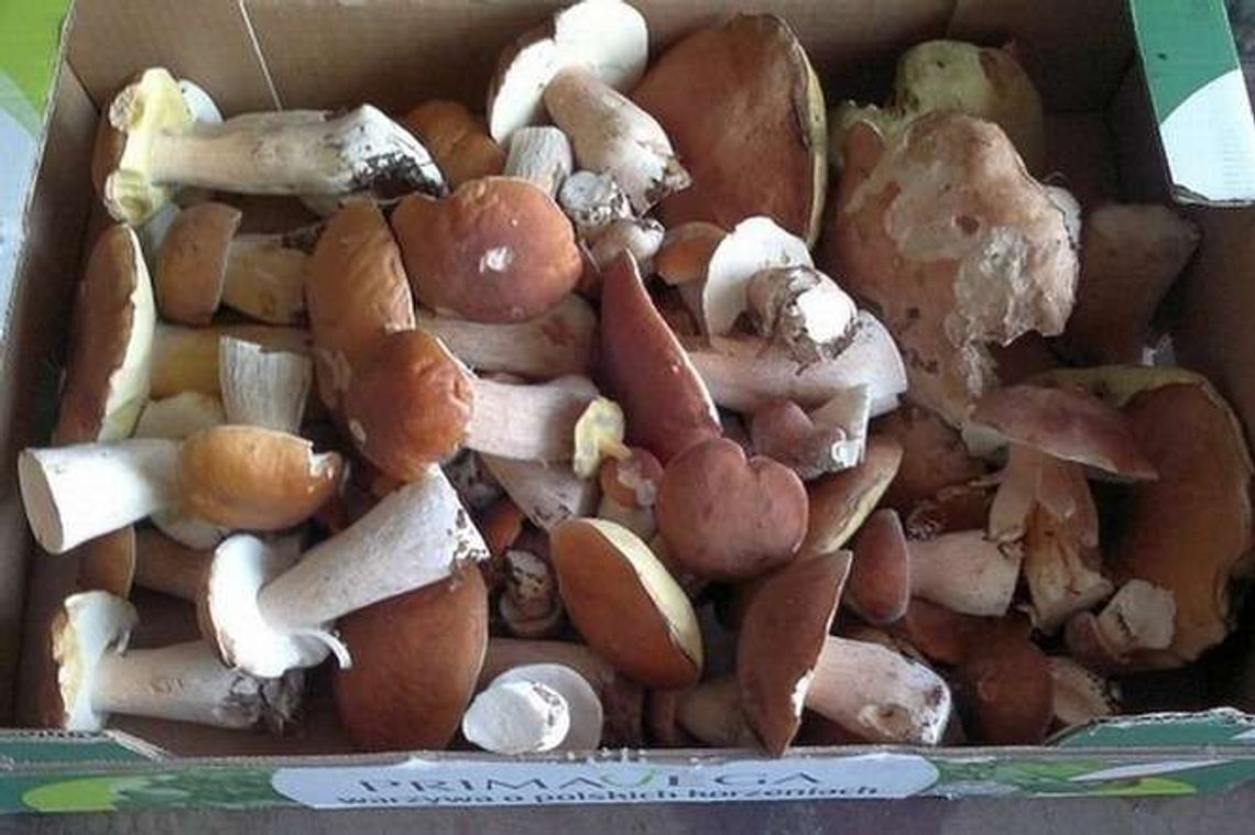 Na grzyby! Gdzie zbierać, przepisy, porady