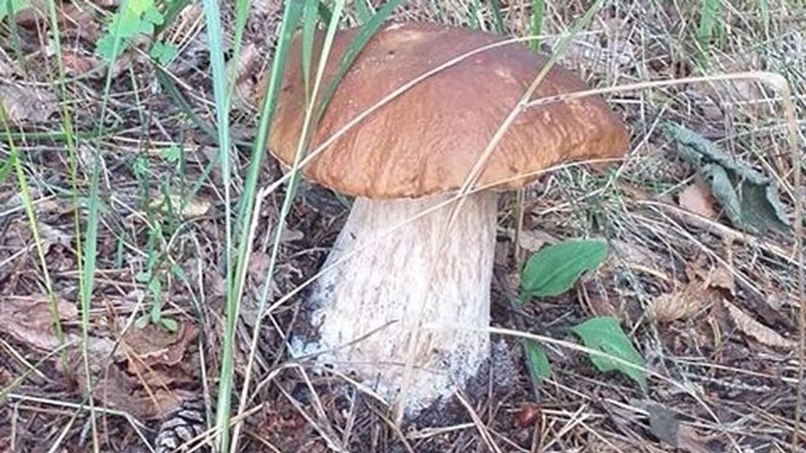 Na grzyby w woj. lubelskim. Gdzie znaleźć prawdziwki? [zdjęcia Czytelnika]